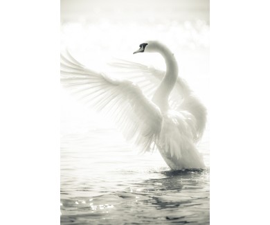 Фотообои Грациозный Лебедь на озере